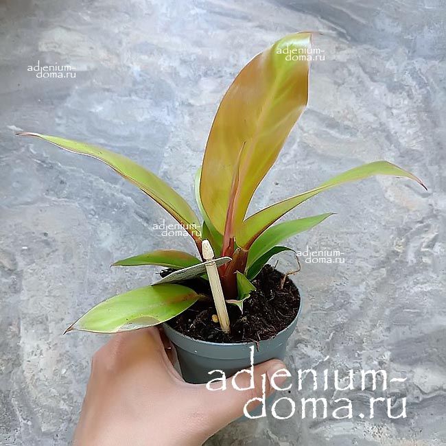 Растение Philodendron PRINCE OF ORANGE Филодендрон Принц Оранж Филодендрон Оранжевый принц 3