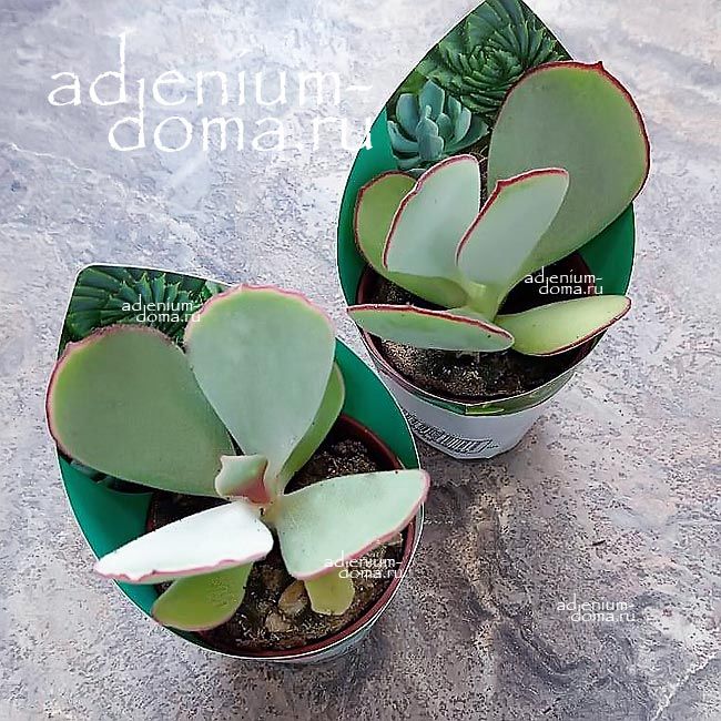 Растение Cotyledon ORBICULATA Котиледон круглолистный Орбикулата 2