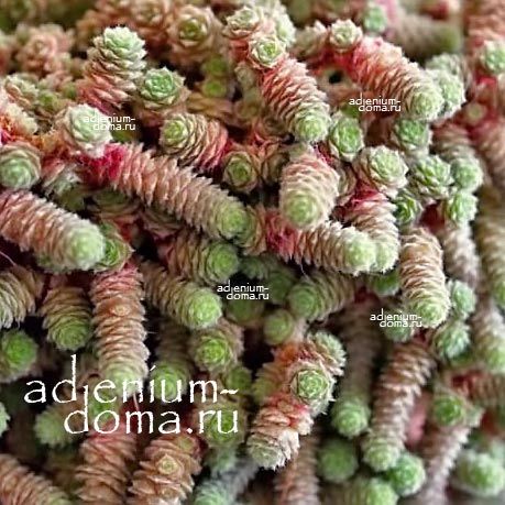 Растение Sedum HUMIFUSUM Очиток стелющийся Седум Хумифусум 2