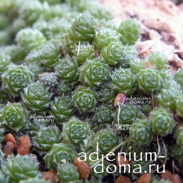 Растение Sedum HUMIFUSUM Очиток стелющийся Седум Хумифусум 3