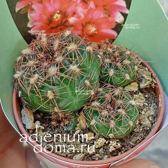 Растение Gymnocalycium MESOPOTAMICUM Гимнокалициум месопотамский 3