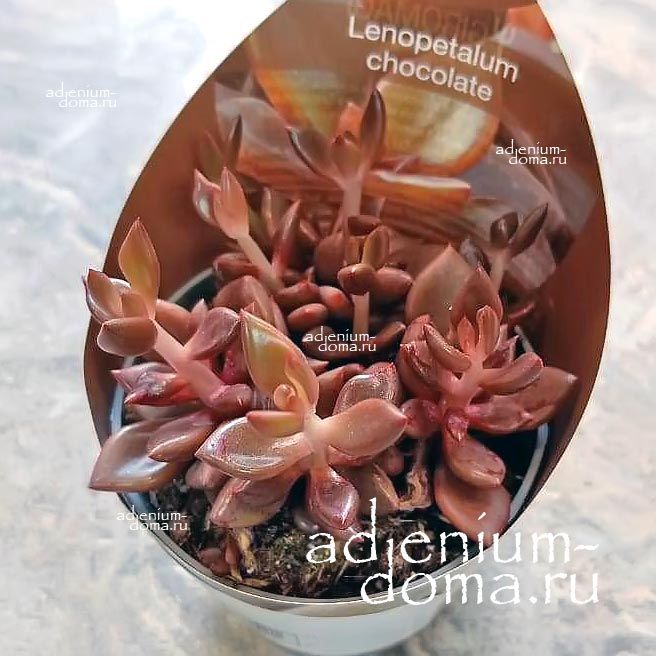 Растение Lenopetalum CHOCOLATE VARIEGATA Ленопеталум шоколадный пестролистный Шоколад Вариегата 2