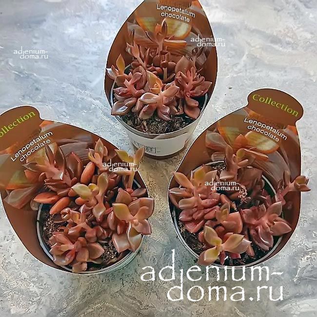 Растение Lenopetalum CHOCOLATE VARIEGATA Ленопеталум шоколадный пестролистный Шоколад Вариегата 1