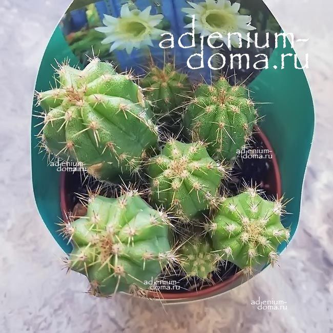 Растение Pilosocereus MIX Пилозоцереус Микс 2