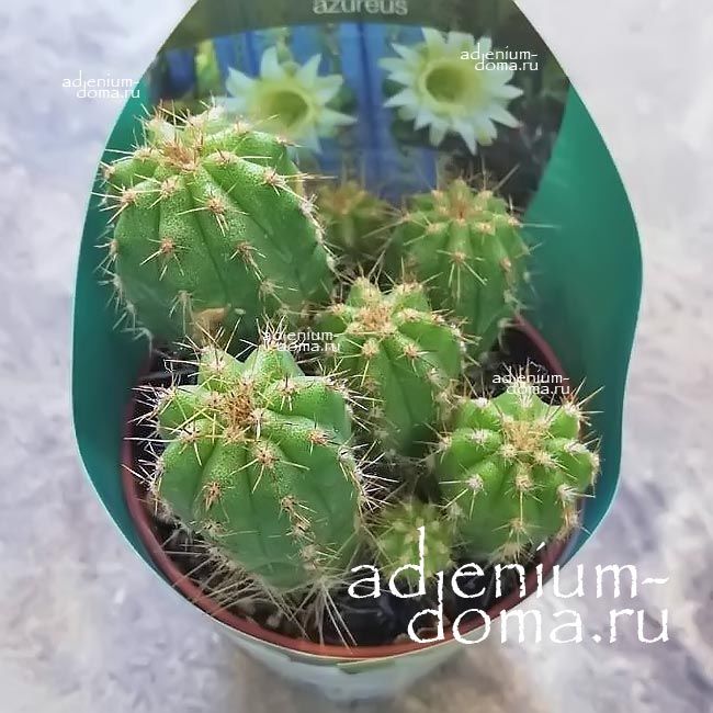 Растение Pilosocereus MIX Пилозоцереус Микс 3