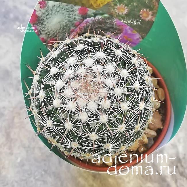 Растение Mammillaria MIX Маммиллярия Микс 3