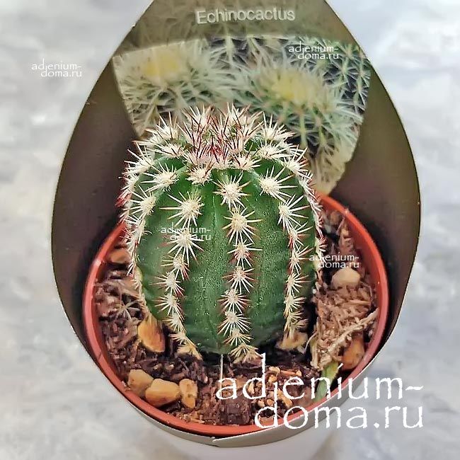 Растение Echinocactus MIX Эхинокактус Микс 3