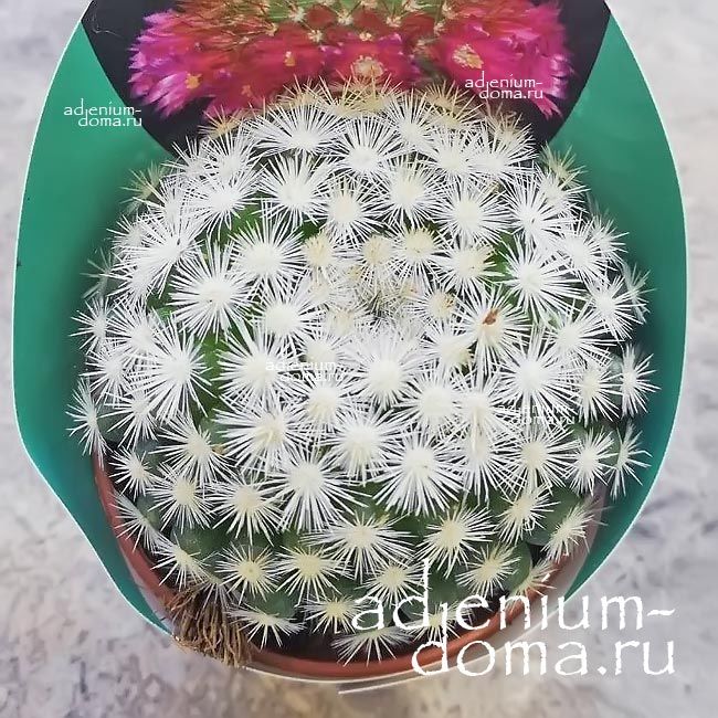 Растение Mammillaria CANDIDA Маммиллярия белоснежная Маммиллойдия Кандида 2