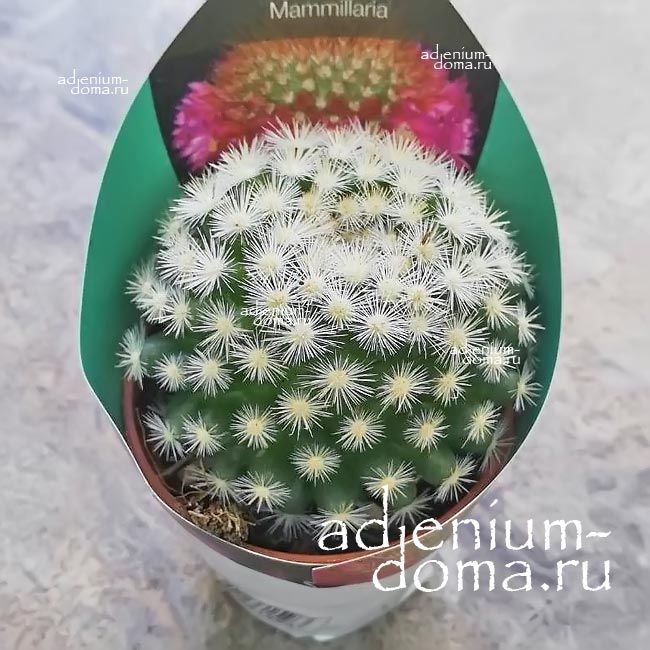 Растение Mammillaria CANDIDA Маммиллярия белоснежная Маммиллойдия Кандида 3