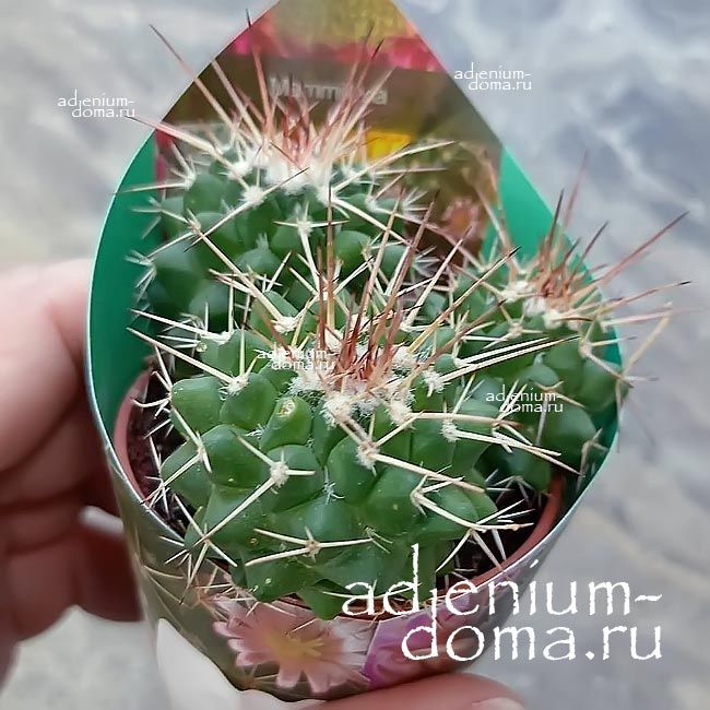 Растение Mammillaria COMPRESSA Маммилярия сжатая плоская Компресса 1