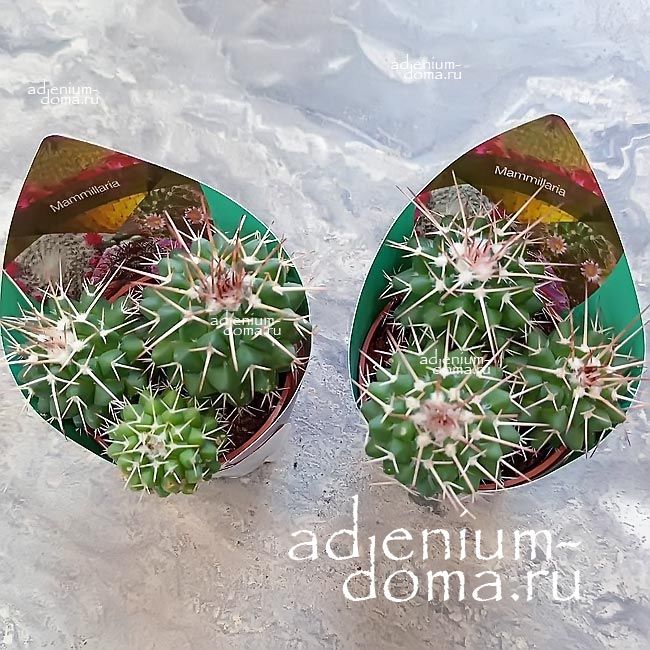 Растение Mammillaria COMPRESSA Маммилярия сжатая плоская Компресса 1