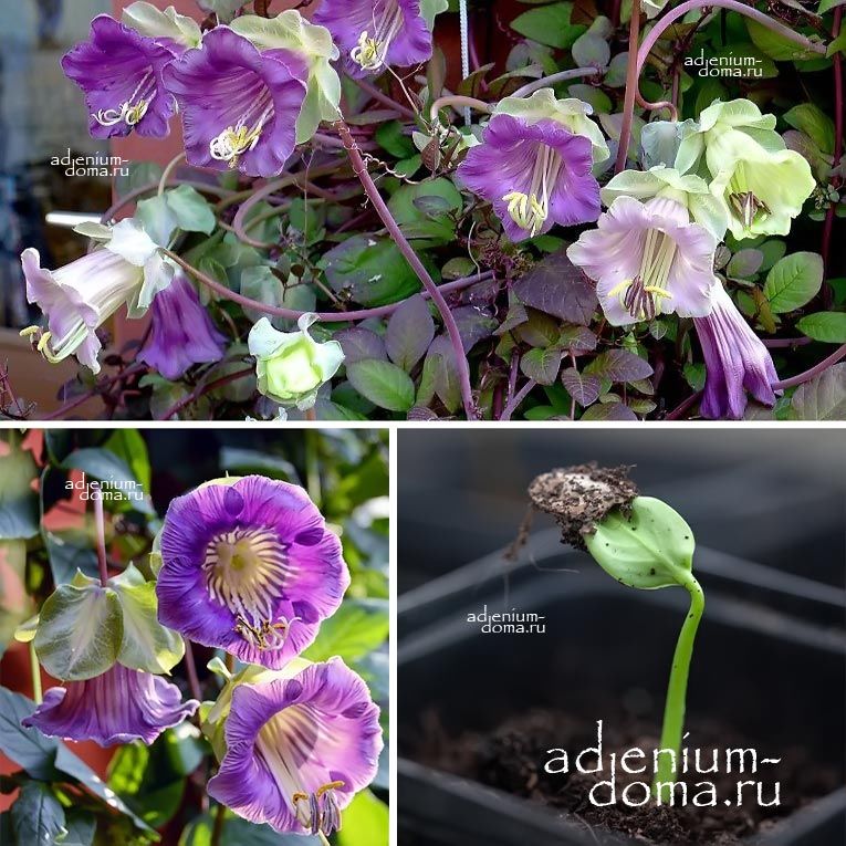 Cobaea SCANDENS Кобея цепкая лазающая ползучая Сканденс 2