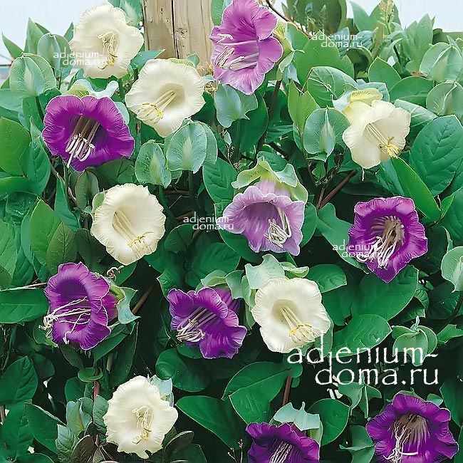 Cobaea SCANDENS Кобея цепкая лазающая ползучая Сканденс 3