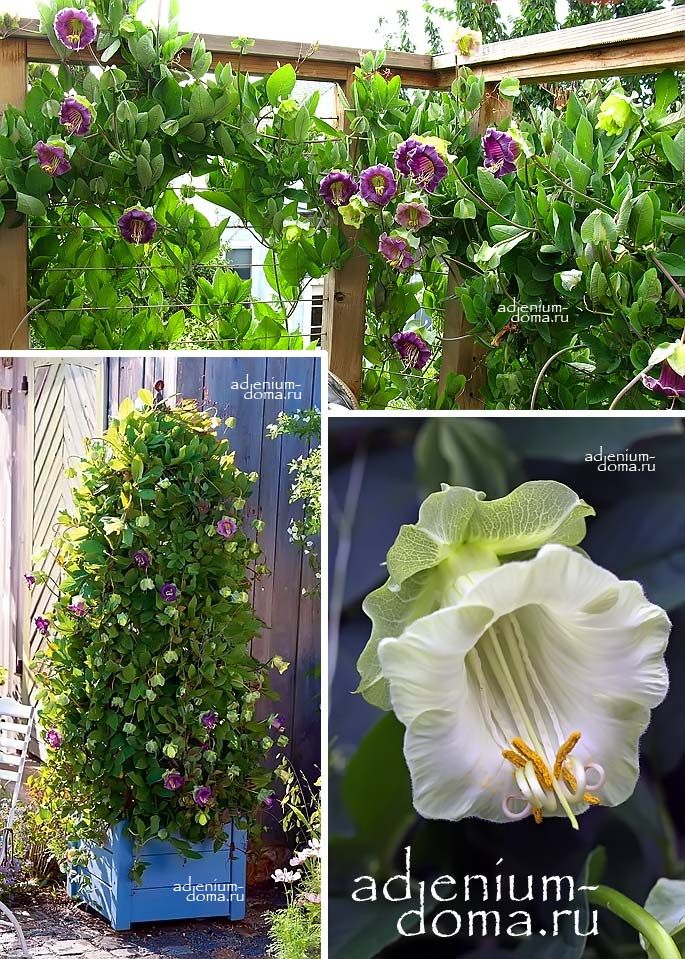 Cobaea SCANDENS Кобея цепкая лазающая ползучая Сканденс 1