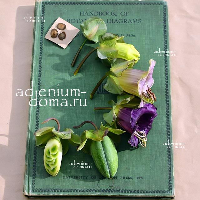 Cobaea SCANDENS Кобея цепкая лазающая ползучая Сканденс 4