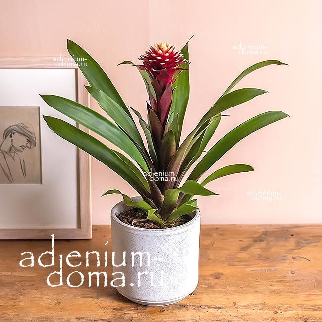 Guzmania LINGULATA Гусмания язычковая Гузмания Лингуата 1