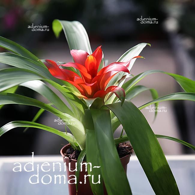 Guzmania LINGULATA Гусмания язычковая Гузмания Лингуата 2