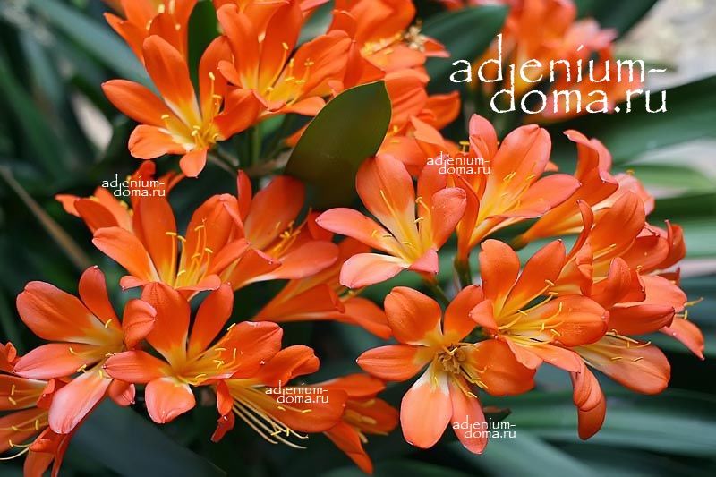 Clivia MINIATA Кливия киноварная оранжевая Миниата 3