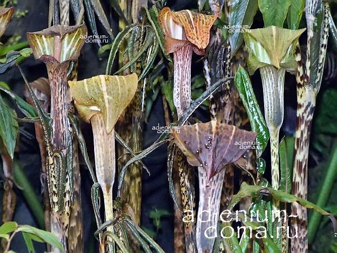 Arisaema NEPENTHOIDES Аризема непентесовидная Однопокровница 3