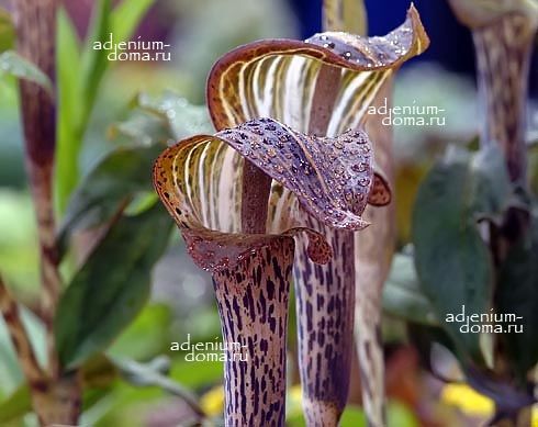 Arisaema NEPENTHOIDES Аризема непентесовидная Однопокровница 1