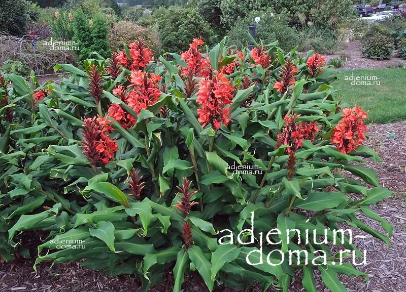 Hedychium DECEPTUM Гедихиум обманчивый Децептум Красная имбирная лилия Имбирь-бабочка 3