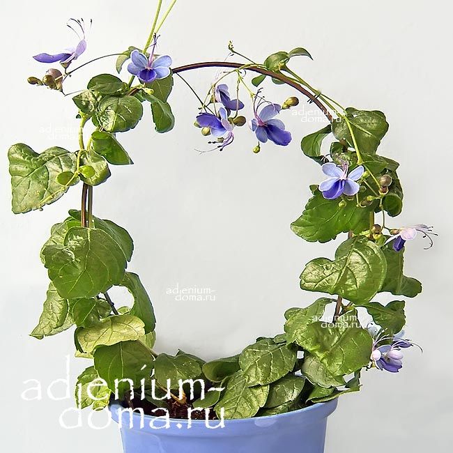 Rotheca MYRICOIDES Clerodendrum UGANDENSE Ротека мирикоидная Клеродендрум угандийский 3