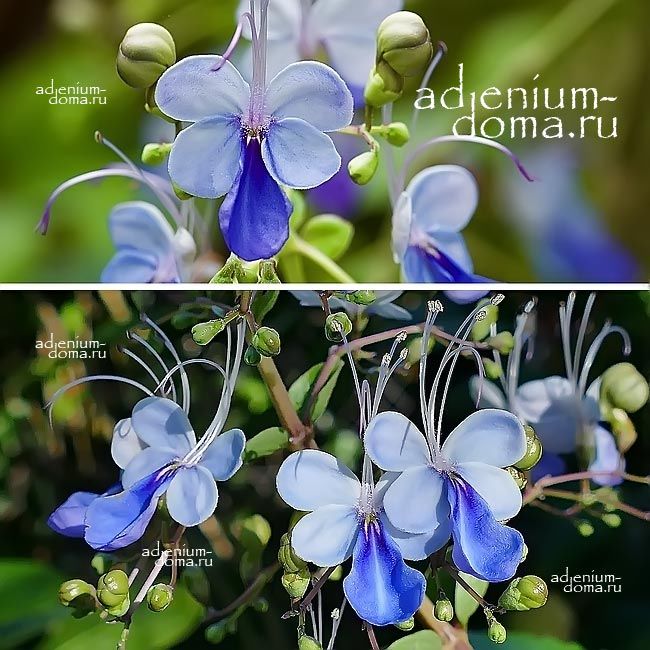 Rotheca MYRICOIDES Clerodendrum UGANDENSE Ротека мирикоидная Клеродендрум угандийский 1