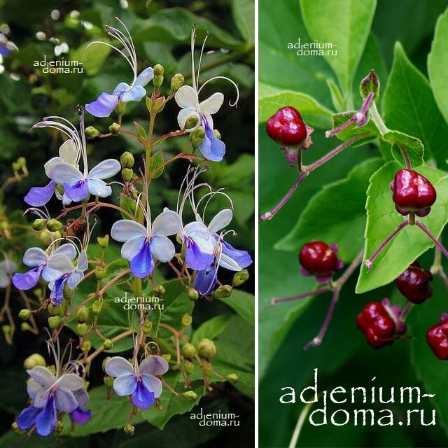 Rotheca MYRICOIDES Clerodendrum UGANDENSE Ротека мирикоидная Клеродендрум угандийский 2