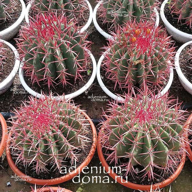 Ferocactus PILOSUS Ферокактус волосистый Пилосус 2