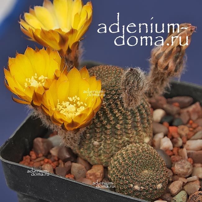 Reicheocactus FAMATINENSIS Echinopsis Lobivia DENSISPINA AURANTIACA Райхеокактус фаматинский Лобивия Эхинопсис 2