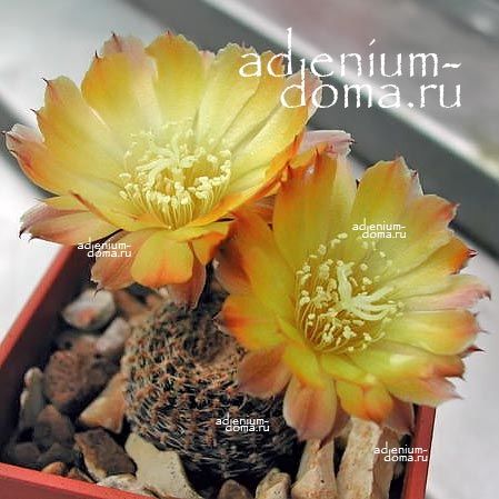 Reicheocactus FAMATINENSIS Echinopsis Lobivia DENSISPINA AURANTIACA Райхеокактус фаматинский Лобивия Эхинопсис 3