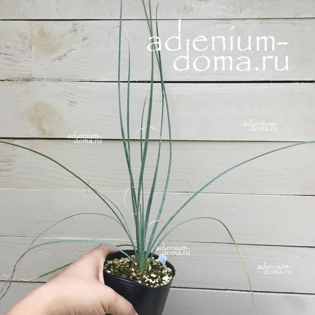 Dasylirion CEDROSANUM BLUE GIANT Дазилирион кедровый Синий гигант 3