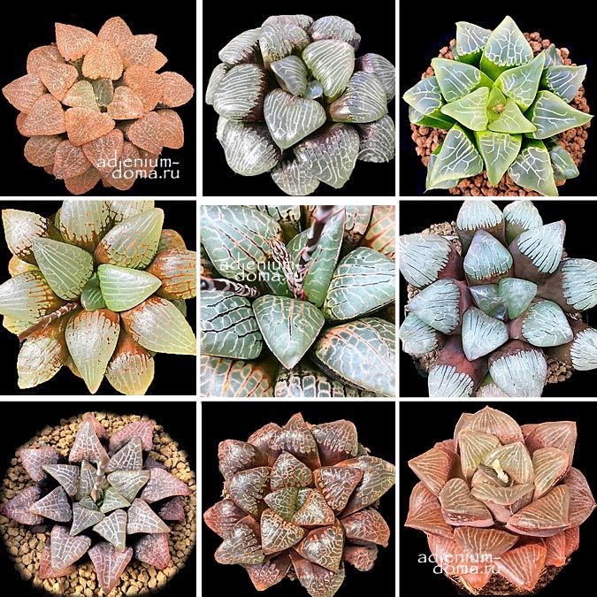 Haworthia COMCORE MIXED Renny Wong Хавортия Комкор микс Ренни Вонг 1