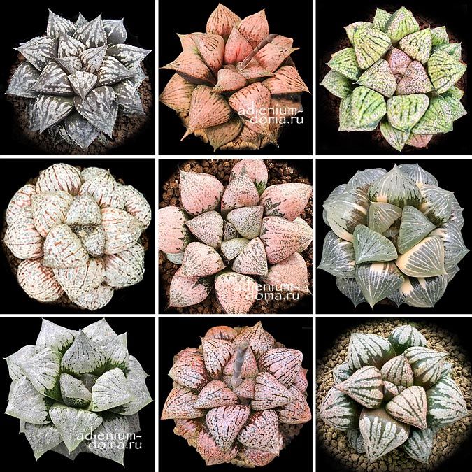 Haworthia PICTA MIXED Renny Wong Хавортия Пикта микс Ренни Вонг 1