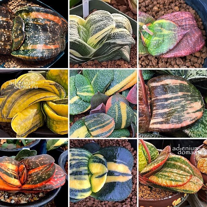 Gasteria VARIEGATA MIXED Гастерия пестролистная Микс смесь от Ренни Вонг 1