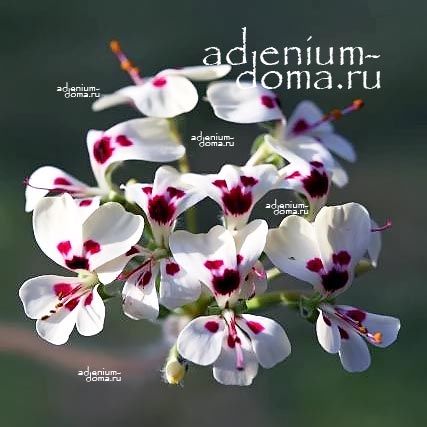 Pelargonium MONILIFORME Пеларгония четковидная Монилиформе 2