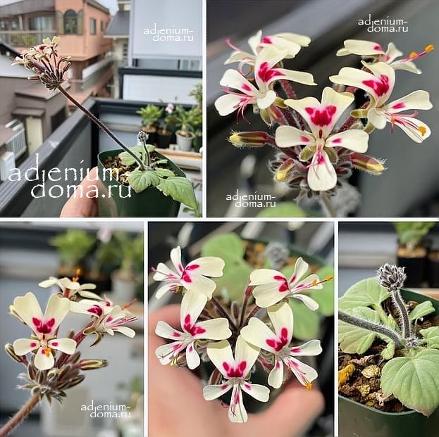 Pelargonium MONILIFORME Пеларгония четковидная Монилиформе 3