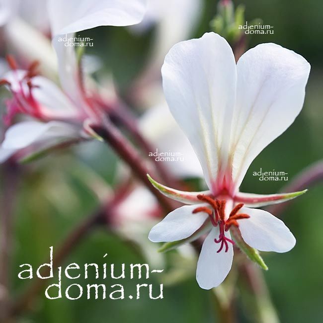 Pelargonium MOLLICOMUM Пеларгония мягковолосая Молликомум 2