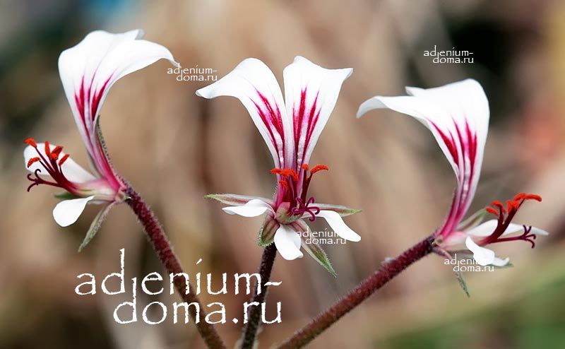 Pelargonium MOLLICOMUM Пеларгония мягковолосая Молликомум 3