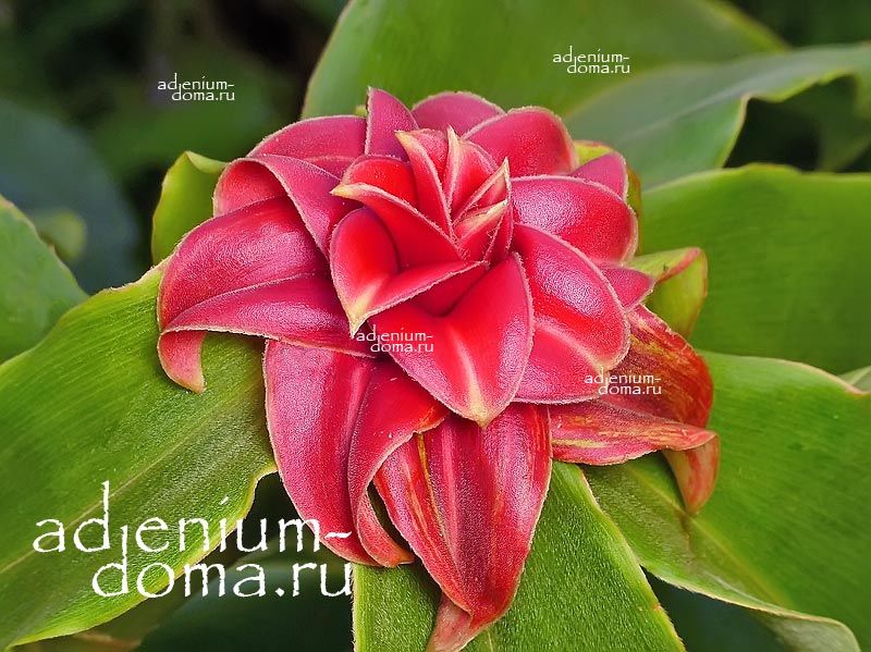 Costus LIMA Large Red Spiral Ginger Костус Лима Большой Красный Спиральный Имбирь 3