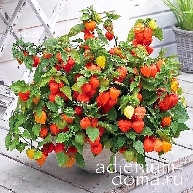 Physalis PERUVIANA Физалис перуанский Земляничный томат Перуанская вишня Капский крыжовник 2