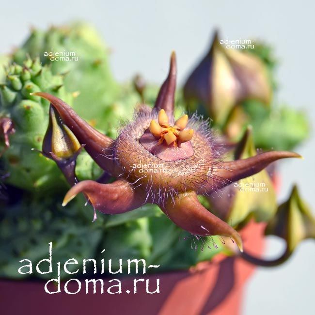 Duvalia CORDEROYI Stapelia Дювалия Кордероя Стапелия 2