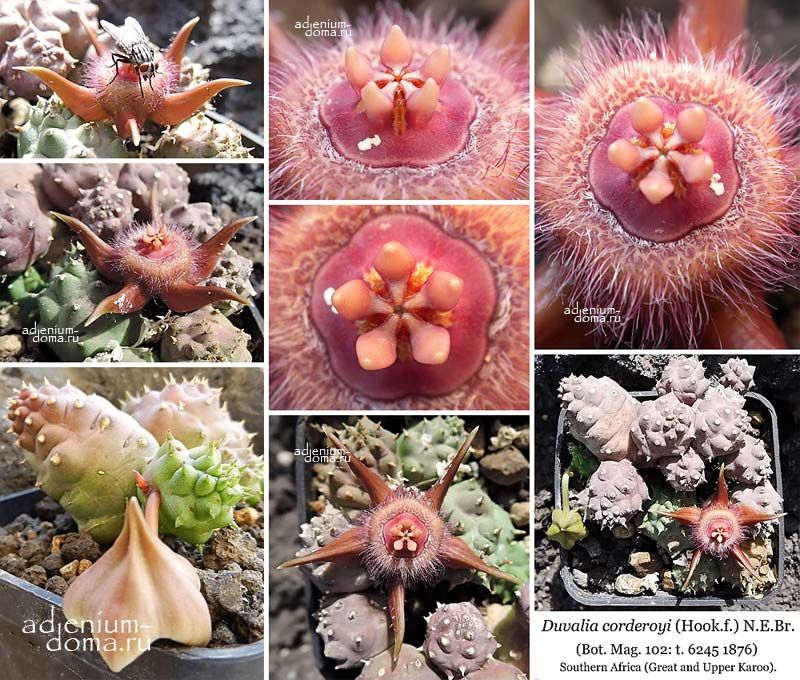 Duvalia CORDEROYI Stapelia Дювалия Кордероя Стапелия 3