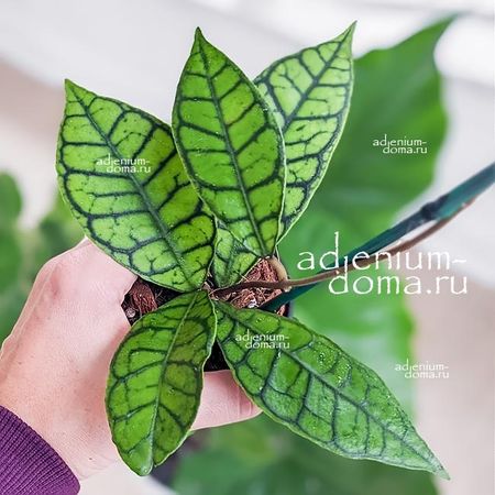 Растение Hoya CALLISTOPHYLLA (Хойя)