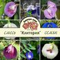 Clitoria MIXED (Клитория) 4