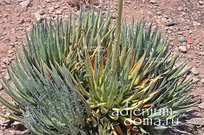 Agave TOUMEYANA Агава Туми Тумеяна 3