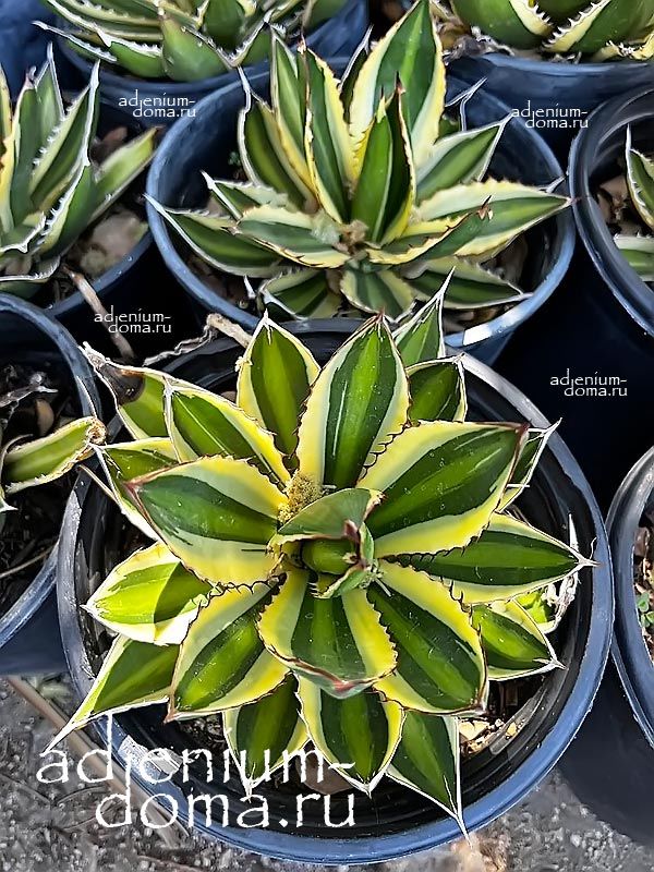 Agave LOPHANTHA QUADRICOLOR Агава гребнецветковая четырехцветная Лофанта Квадриколор 3