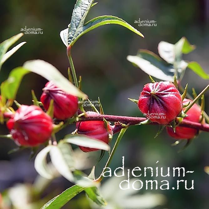 Hibiscus SABDARIFFA GREEN Roselle Гибискус Сабдарифа Грин Розелла зеленая Суданская роза 1