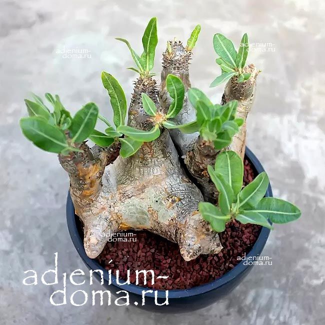 Pachypodium ENIGMATICUM Пахиподиум загадочный Энигматикум 2