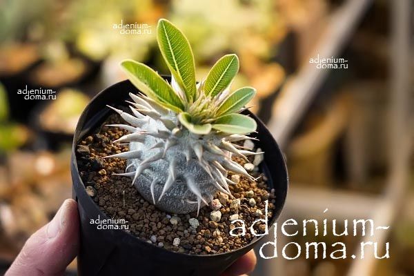 Pachypodium ENIGMATICUM Пахиподиум загадочный Энигматикум 3